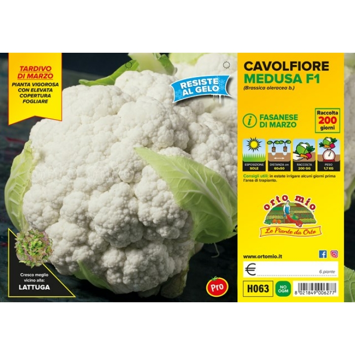 COLIFLOR DE MARZO var. SCYLLA F1