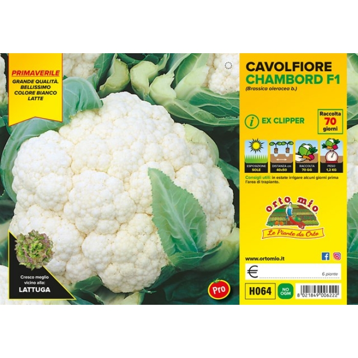COLIFLOR PRECOZ PRIMAVERAL var. CHAMBORD F1