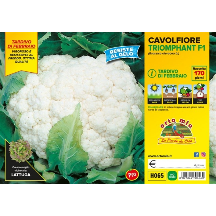 COLIFLOR TARDIA DE FEBRERO var. TRIOMPHANT F1
