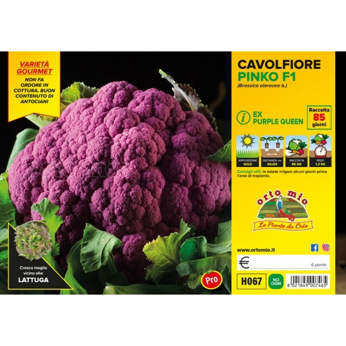 COLIFLOR VIOLETA GRAFRITI var. PURPLE QUEEN F1