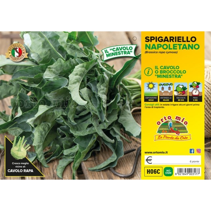 BROCOLI SPIGARIELLO NAPOLITANO