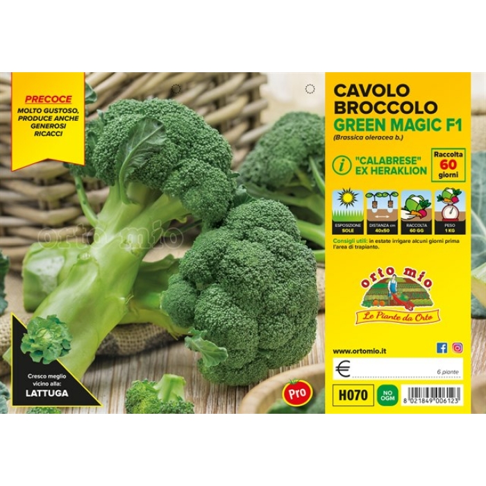 BROCOLI PRECOZ var. HERAKLION F1
