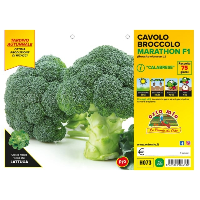 BROCOLI TARDIO var. MARATHON F1