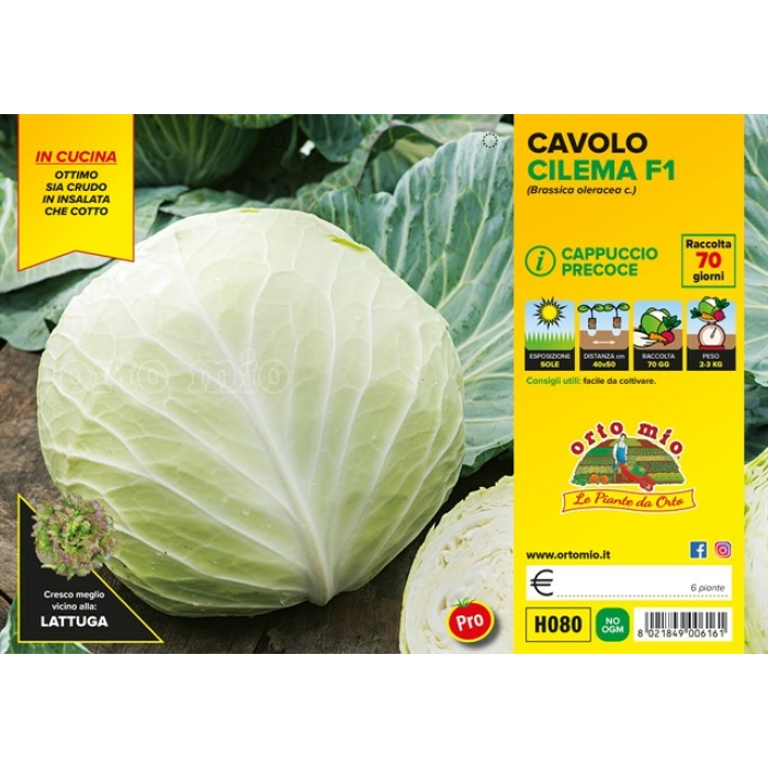 COL REPOLLO PRECOZ var. CILEMA F1