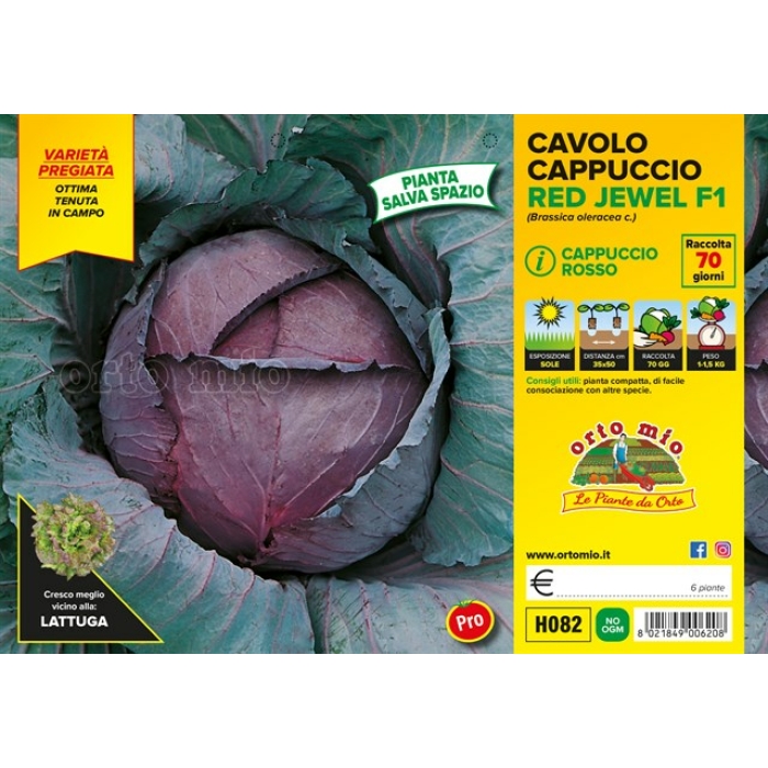 COL REPOLLO ROJA var. RED JEWEL F1