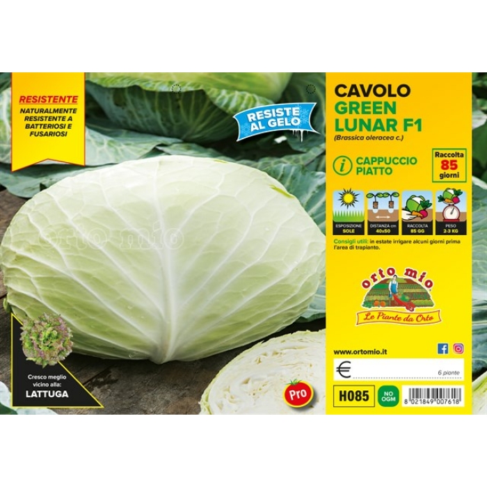 COL PLATO var. GREEN LUNAR F1