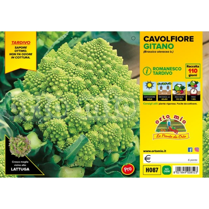 COLIFLOR VERDE ROMANA TARDÍA var. GITANO F1