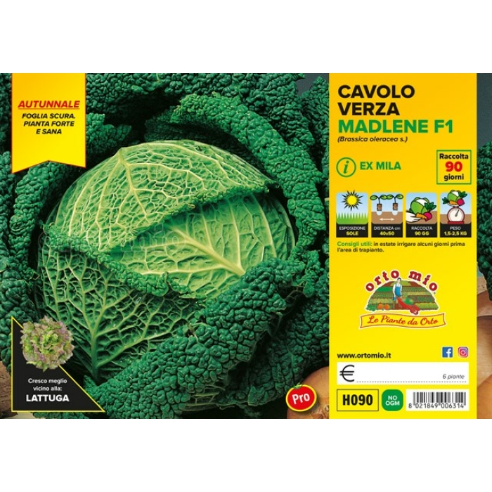 BERZA PRECOZ HOJA OSCURA var. MILA F1
