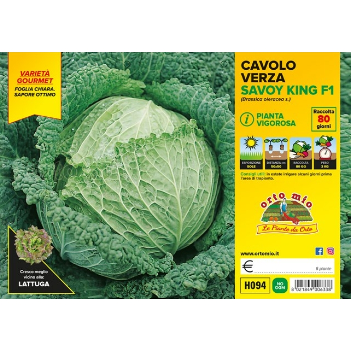 BERZA HOJA CLARA var. SAVOY KING F1