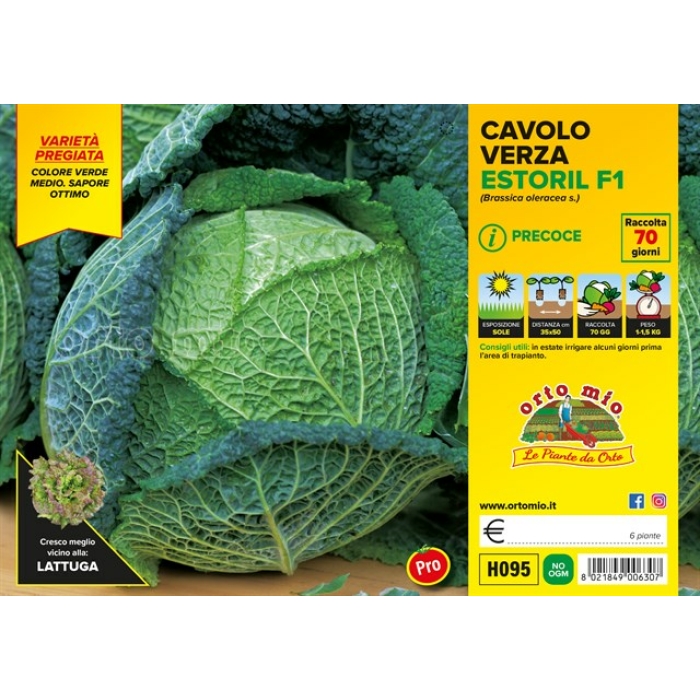 BERZA PRECOZ HOJA OSCURA var. ESTORIL F1
