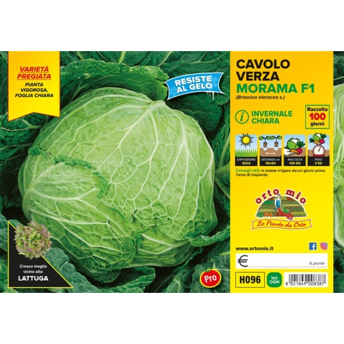 BERZA HOJA CLARA TARDÍA var. MORAMA F1