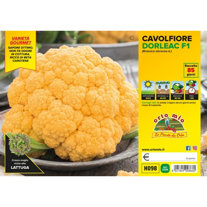 COLIFLOR ANARANJADA var. CLEMENTINE F1