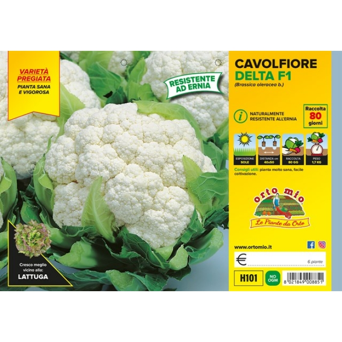 COLIFLOR var. CLARIFY F1
