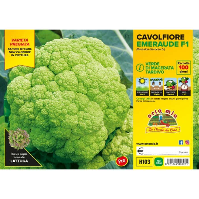 COLIFLOR VERDE MACERATA TARDÍA var. EMERAUDE F1
