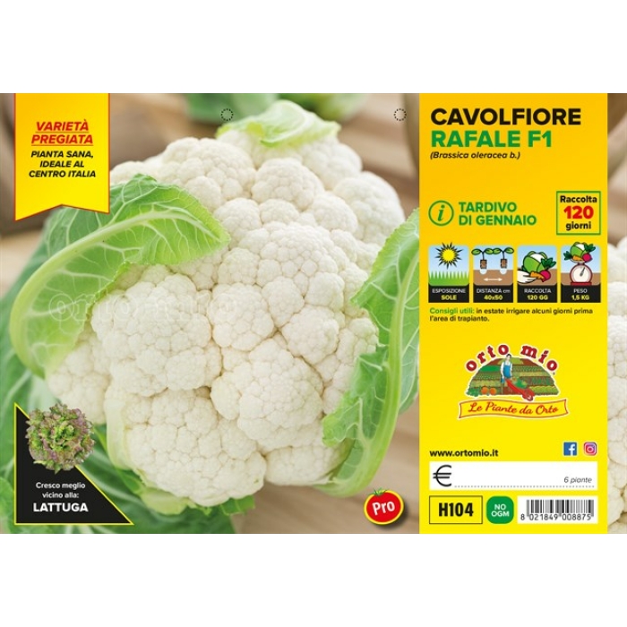 COLIFLOR TARDÍA DE ENERO var. Var. RAFALE F1