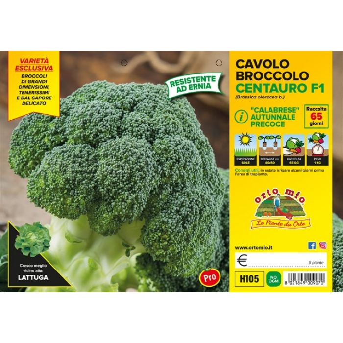 BROCOLI OTOÑAL var. CENTAURO F1