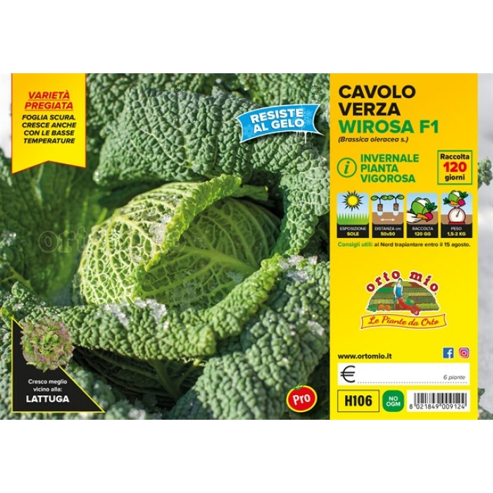 BERZA HOJA OSCURA INVERNAL var. WIROSA F1