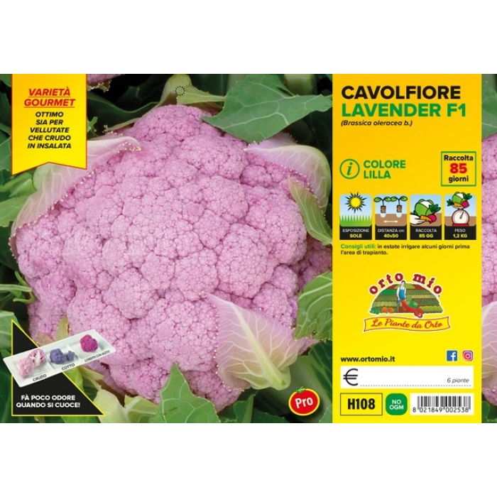 COLIFLOR LILA var. LAVENDER F1