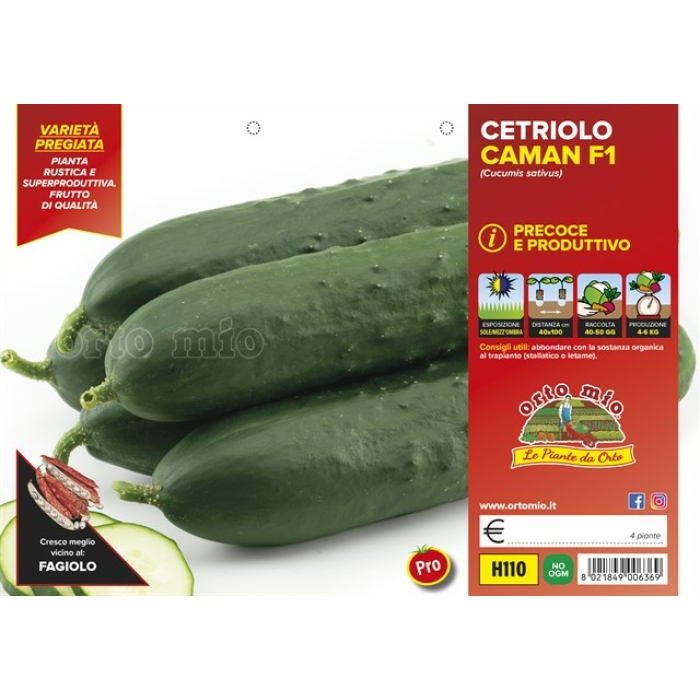 PEPINO CLÁSICO DE MERCADO var. CAMAN F1