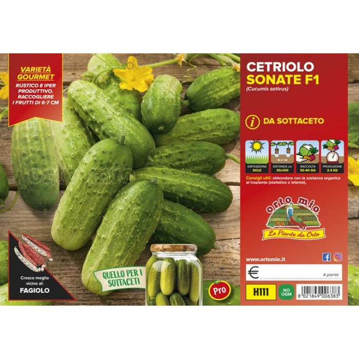 PEPINO SOTTACETO var. GREEN PICK F1