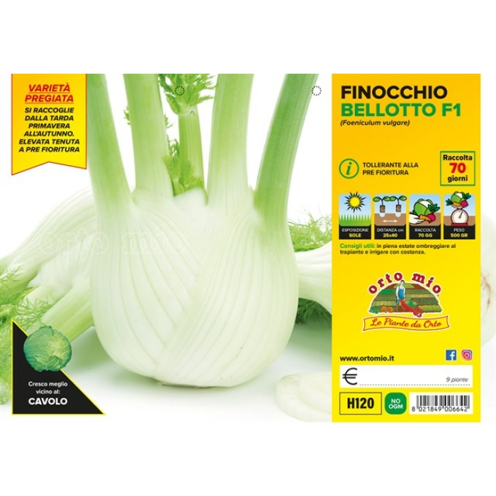 HINOJO PRECOZ var. BELLOTTO F1