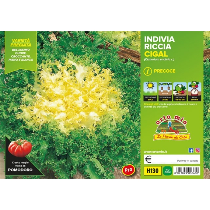 ESCAROLA RIZADA CORAZÓN DE ORO var. CIGAL-MIRNA