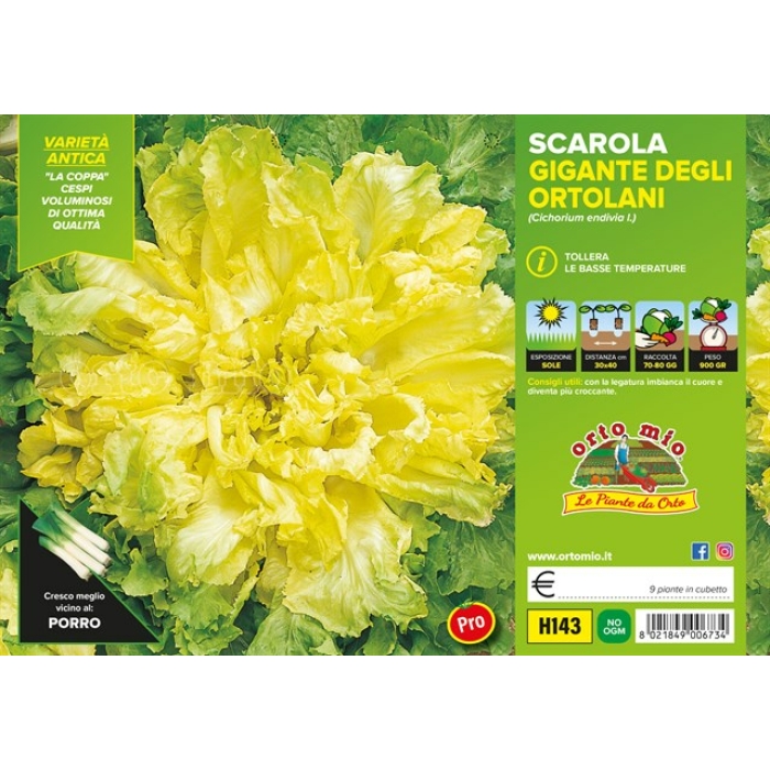 ESCAROLA VERDE GIGANTE HORTELANO var. TORINO