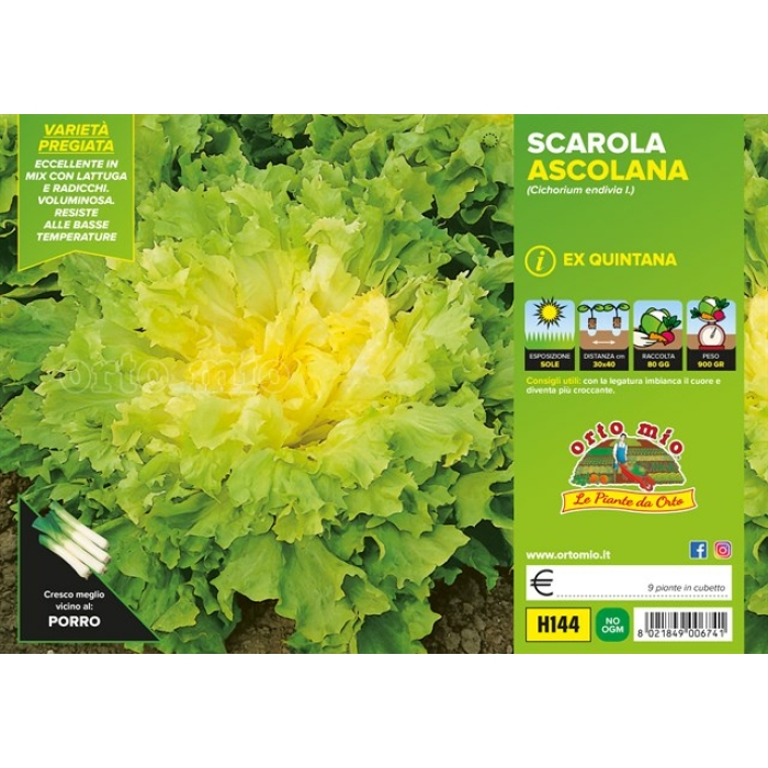 ESCAROLA GIGANTE ASCOLANA var. QUINTANA