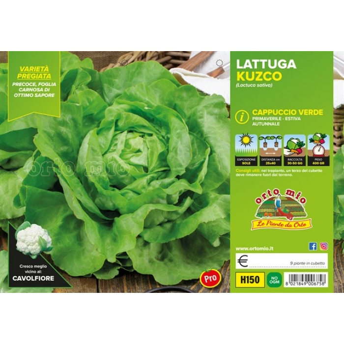 LECHUGA REPOLLO VERDE var. KUZCO