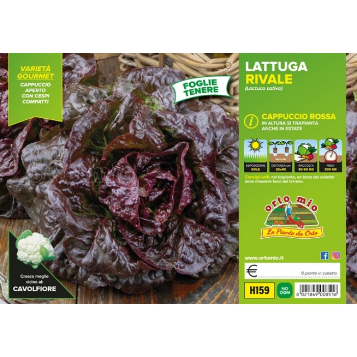 LECHUGA REPOLLO ROJA var. RIVALE