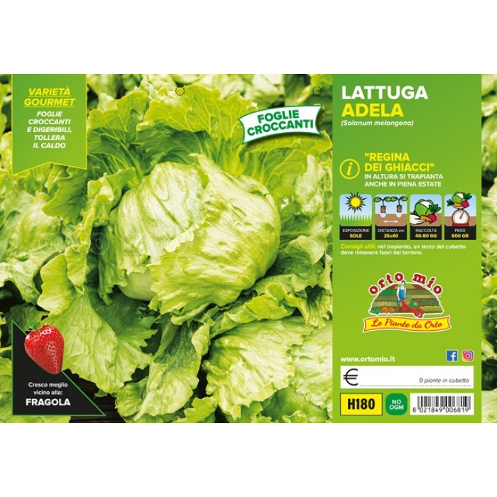 LECHUGA ICEBERG var. ADELA