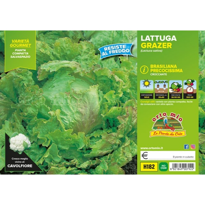 LECHUGA BRASILEÑA BORDE ROJO var. GRAZER