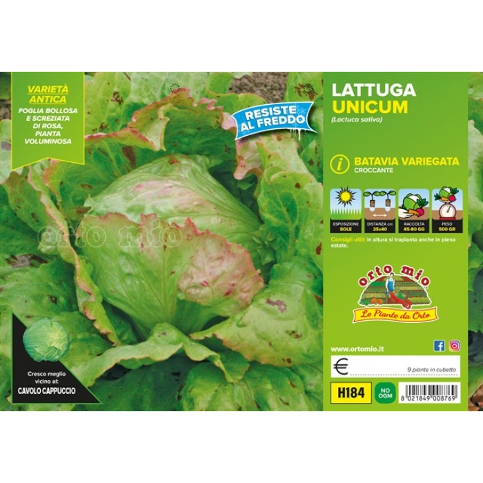 LECHUGA BATAVIA var. UNICUM
