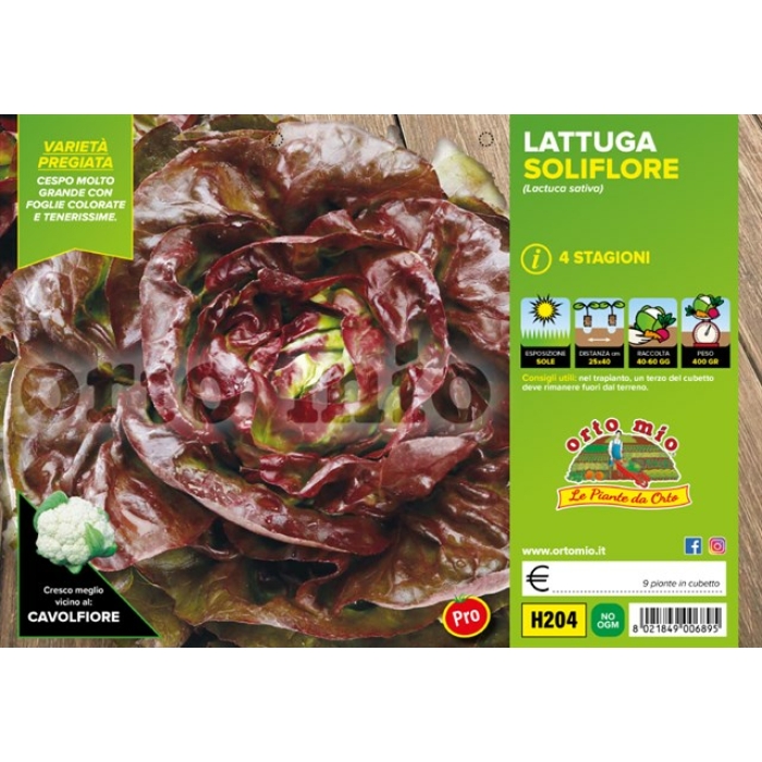 LECHUGA 4 ESTACIONES var. SOLIFLORE