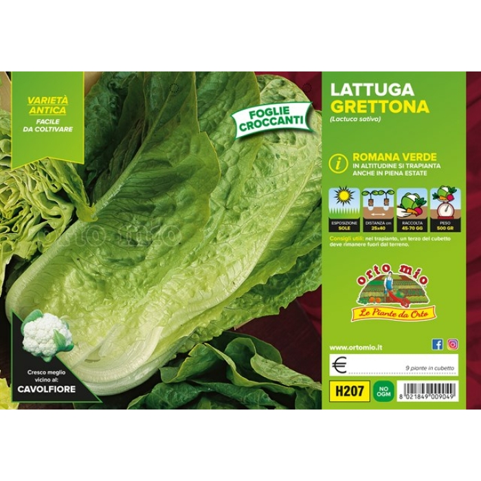 LECHUGA ROMANA VERDE var. GRETTONA