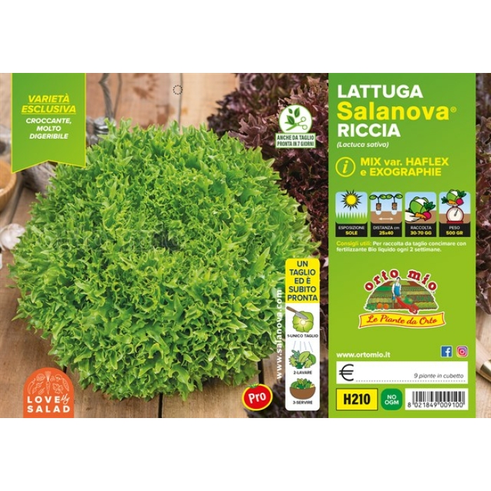 LECHUGA SALANOVA MIX DE HOJAS RIZADAS var. HAFLEX / EXOGRAPHIE