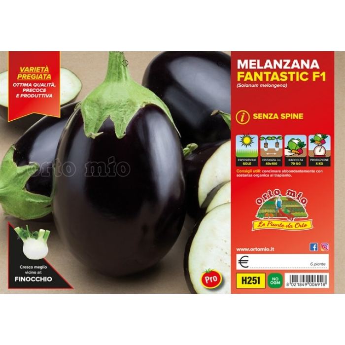BERENJENA REDONDA NEGRA var. FANTASTIC F1