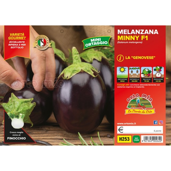 BERENJENA GENOVESE MINNY var. GENOVESE