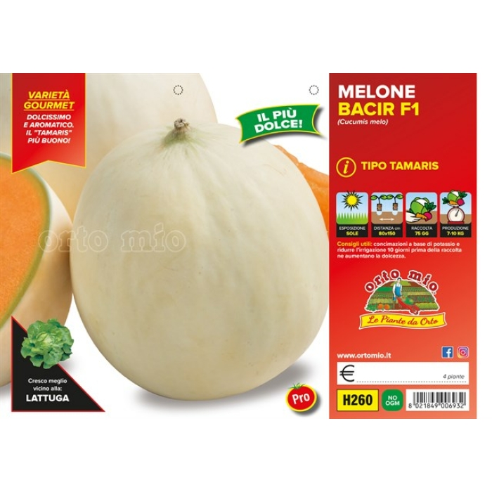 MELON LISO var. BACIR F1