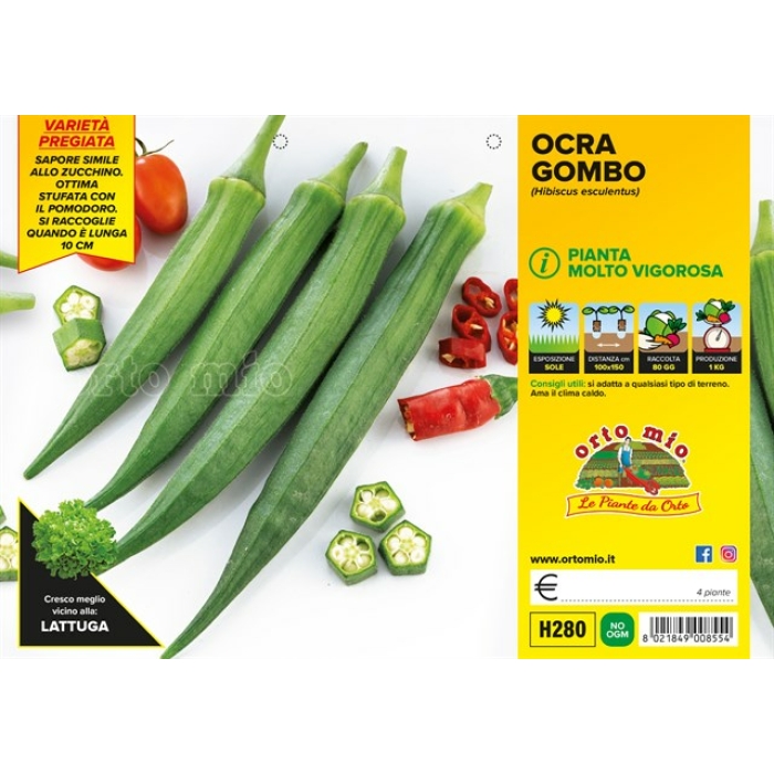 OCRA O GOMBO var. KAMINI