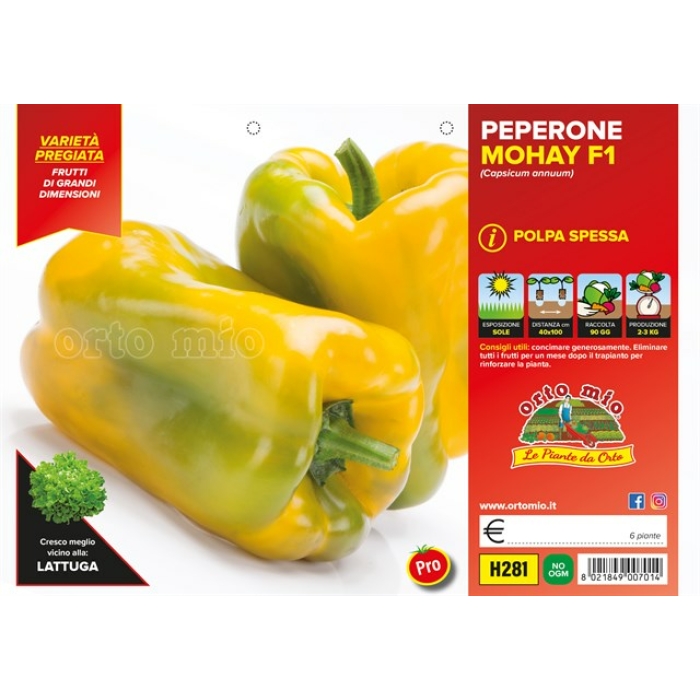 PIMIENTO CUADRADO AMARILLO var. MOHAI F1