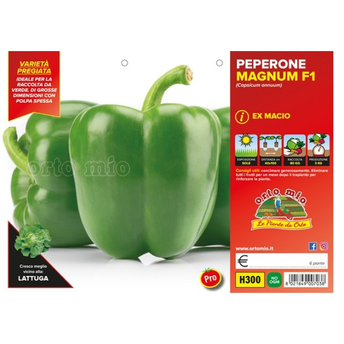 PIMIENTO CUADRADO VERDE var. MACIO F1