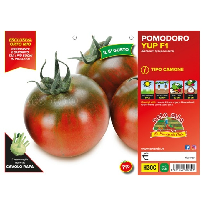 TOMATE CAMONE QUINTO GUSTO var. YUP F1