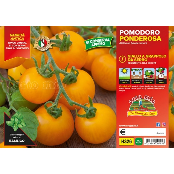 TOMATE AMARILLO PONDEROSA