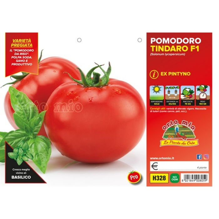 TOMATE DE VERANO REDONDO var. PINTINO F1