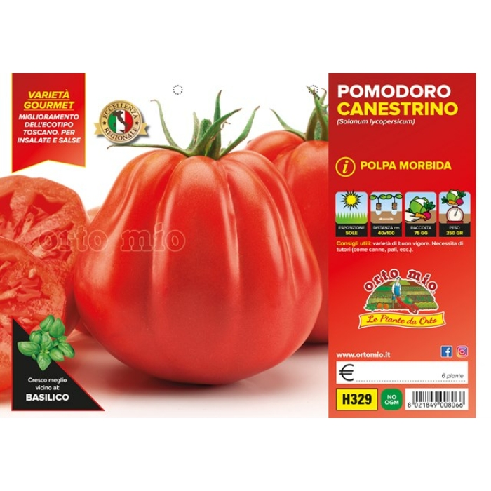 TOMATE CANESTRINO DI LUCCA var. SB 022 F1