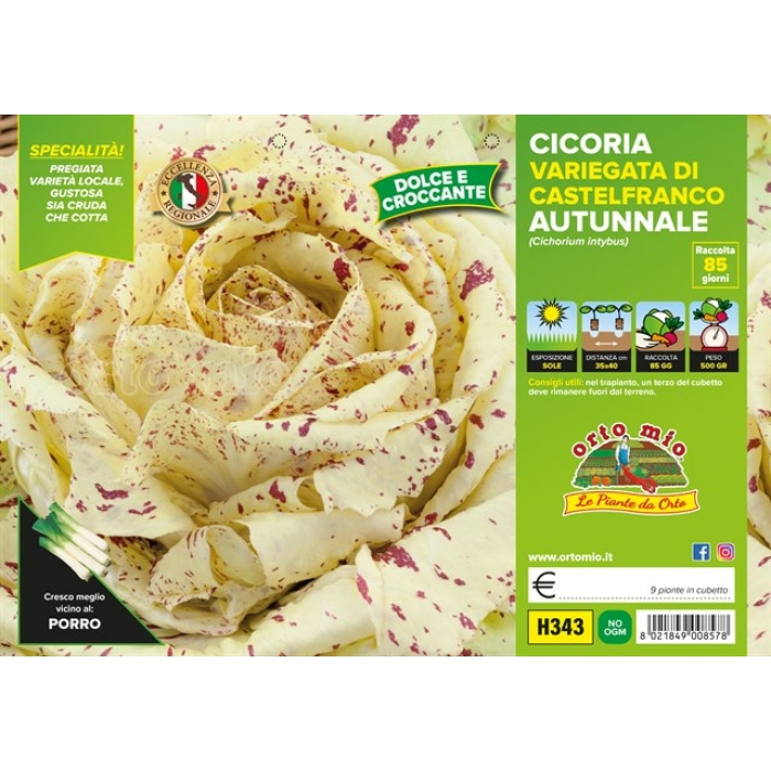 ACHICORIA JASPEADA CASTELFRANCO OTOÑAL var. FENICE