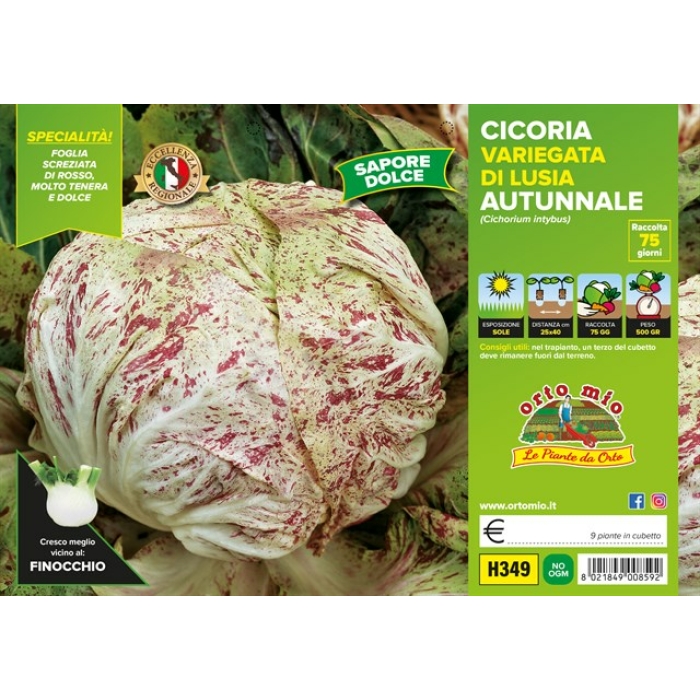 ACHICORIA MOTEADA DE LUSIA OTOÑAL var. ADIGE