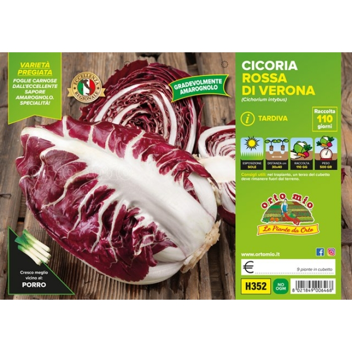ACHICORIA ROJA DE VERONA var. COLOGNA TARDÍA