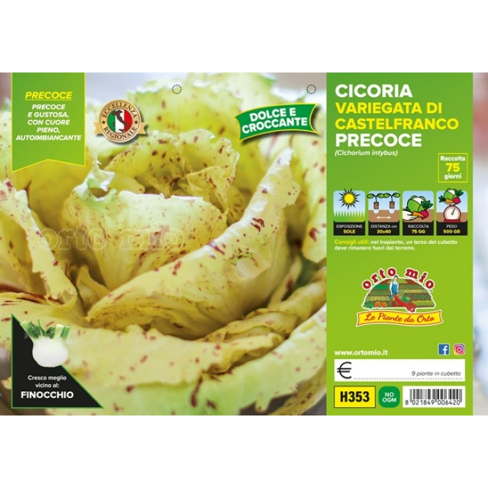 ACHICORIA JASPEADA CASTELFRANCO PRECOZ var. CASTELLANO